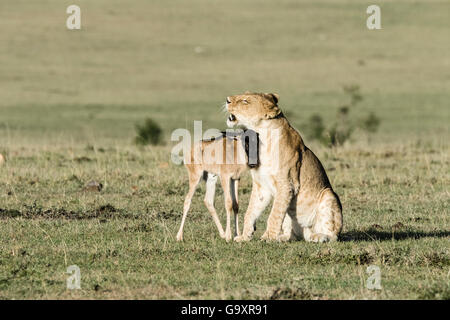 Lioness (Panthera leo) playing with a lost baby Wildebeest (Connochaetes taurinus), Masai-Mara Game Reserve, Kenya Stock Photo