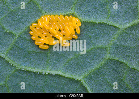 Eggs of Green Dock Beetle (Gastrophysa viridula) on underside of Broad-leaved Dock leaf (Rumex obtusifolius). District National Park, Derbyshire, UK. May. Stock Photo