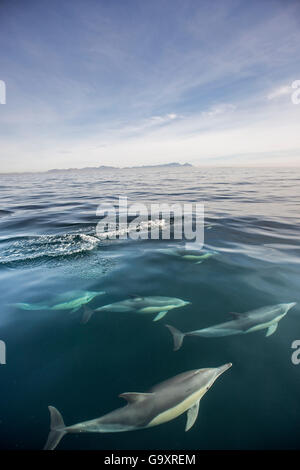 Long-beaked common dolphin (Delphinus capensis) school near the water?s surface, False Bay, South Africa Stock Photo