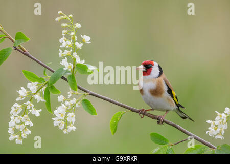 Male Goldfinch (Carduelis carduelis) perched on flowering European bird cherry (Prunus padus). Southern Norway. May. Stock Photo