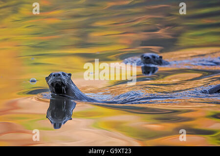 North American river otter (Lontra canadensis) two in water with autumnal trees reflected in the water, Acadia National Park, Maine, USA, October. Stock Photo