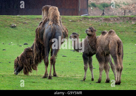 Baby camel at Whipsnade Zoo. Two one-month-old Bactrian camels in the ...