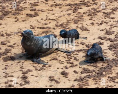 South African fur seals (Arctocephalus pusillus), eared seals (Otariidae), dam with cubs, Cape Cross, Namibia Stock Photo