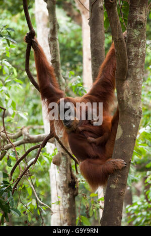 Sumatran orangutan (Pongo abelii) with young, in the rain forests of Sumatra, Indonesia, Asia Stock Photo
