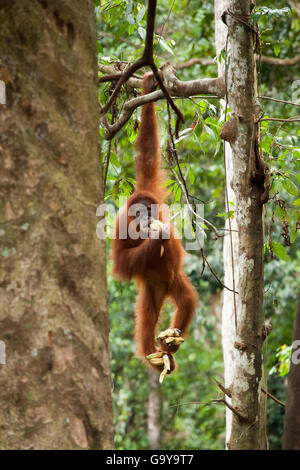 Sumatran orangutan (Pongo abelii) hanging from a tree and eating bananas, in the rainforest of Sumatra, Indonesia, Asia Stock Photo