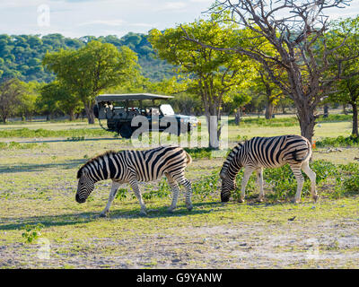 Burchell's Zebras (Equus burchelli) grazing, rear safari jeep with tourists, Ongaya Game Reserve, Outja, Namibia Stock Photo