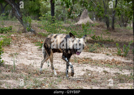 Wild Dog (Lycaon pictus), captive, Hoedspruit Endangered Species Centre, Kapama Game Reserve, South Africa, Africa Stock Photo