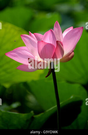 Jinan, China's Shandong Province. 2nd July, 2016. A lotus flower blooms in Daming Lake in Jinan, capital of east China's Shandong Province, July 2, 2016. © Zhu Zheng/Xinhua/Alamy Live News Stock Photo