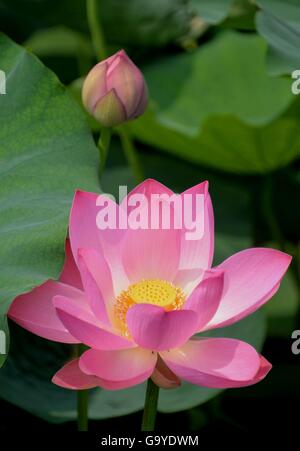 Jinan, China's Shandong Province. 2nd July, 2016. A lotus flower blooms in Daming Lake in Jinan, capital of east China's Shandong Province, July 2, 2016. © Zhu Zheng/Xinhua/Alamy Live News Stock Photo