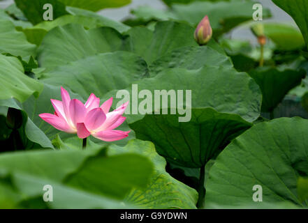 Jinan, China's Shandong Province. 2nd July, 2016. A lotus flower blooms in Daming Lake in Jinan, capital of east China's Shandong Province, July 2, 2016. © Zhu Zheng/Xinhua/Alamy Live News Stock Photo