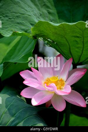 Jinan, China's Shandong Province. 2nd July, 2016. A lotus flower blooms in Daming Lake in Jinan, capital of east China's Shandong Province, July 2, 2016. © Zhu Zheng/Xinhua/Alamy Live News Stock Photo