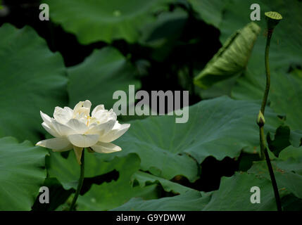 Jinan, China's Shandong Province. 2nd July, 2016. A lotus flower blooms in Daming Lake in Jinan, capital of east China's Shandong Province, July 2, 2016. © Zhu Zheng/Xinhua/Alamy Live News Stock Photo