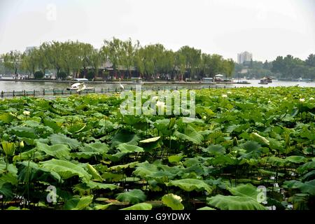 Jinan, China's Shandong Province. 2nd July, 2016. Lotus flowers bloom in Daming Lake in Jinan, capital of east China's Shandong Province, July 2, 2016. © Zhu Zheng/Xinhua/Alamy Live News Stock Photo