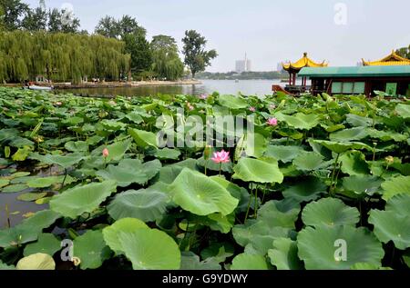 Jinan, China's Shandong Province. 2nd July, 2016. Lotus flowers bloom in Daming Lake in Jinan, capital of east China's Shandong Province, July 2, 2016. © Zhu Zheng/Xinhua/Alamy Live News Stock Photo