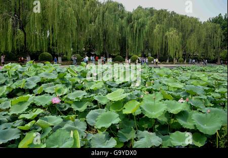 Jinan, China's Shandong Province. 2nd July, 2016. Tourists view lotus flowers in Daming Lake in Jinan, capital of east China's Shandong Province, July 2, 2016. © Zhu Zheng/Xinhua/Alamy Live News Stock Photo