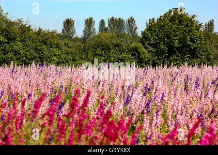 Pershore, Wick Worcestershire UK, 4th July 2016. Preparing for the hand picking of Petal from Delphiniums and Corn flowers, During the hot sunny day in Pershore Wyck Farm ,Wick. The flowers all hand picked have only a few days to be harvested before the flowers naturally lose their petals. Credit:  David Powell/Alamy Live News Stock Photo