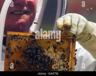 A bee keeping demonstration held at the Gardening Scotland Show held at Ingliston, Edinburgh which opened today. Stock Photo
