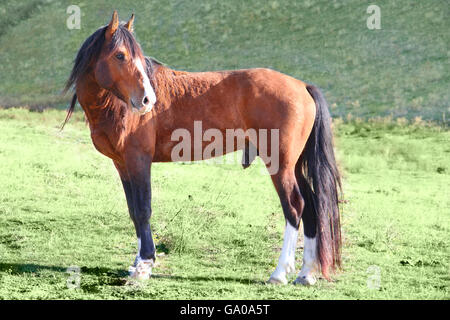 wild horse animal outdoors Stock Photo