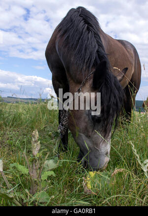 Horse portrait outside in field, blue sky and green grass Stock Photo