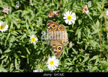 Meadow Argus Butterfly (Junonia villida calybe) Stock Photo