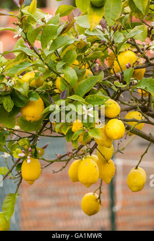 Lemons growing on a tree in Northern Spain Stock Photo