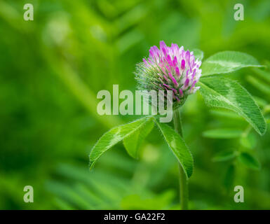 A partially developed blossom on a purple clover wildflower found on a nature walk in the forest Stock Photo