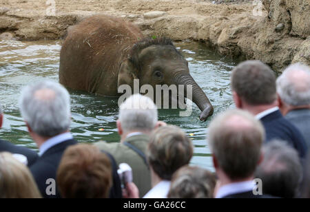 Dublin Zoo's elephants Stock Photo