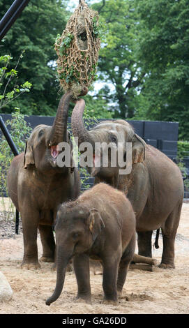 Dublin Zoo's elephants Stock Photo