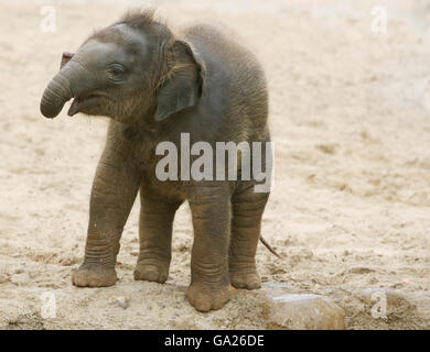 Dublin Zoo's newest arrival an as yet unnamed baby female elephant enjoying Dublin Zoo's new Kaziranga Forest Trail habitat, which was opened by An Taoiseach Bertie Ahern today. Stock Photo