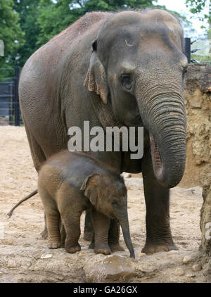 Dublin Zoo's newest arrival, an as yet unnamed baby elephant, with its mother, 23-year-old Bernhardine, in Dublin Zoo's new Kaziranga Forest Trail habitat, which was opened by An Taoiseach Bertie Ahern today. Stock Photo