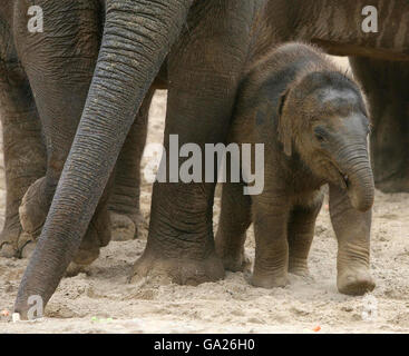 Dublin Zoo's newest arrival, an as yet unnamed baby female elephant, makes its first public appearence enjoying Dublin Zoo's new Kaziranga Forest Trail habitat, which was opened by An Taoiseach Bertie Ahern today. Stock Photo