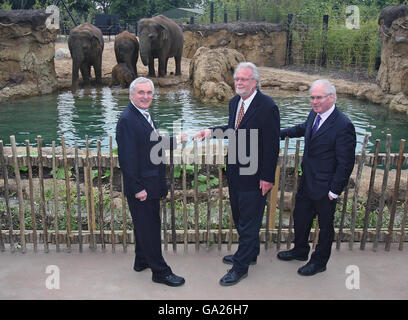 Dublin Zoo's elephants Stock Photo