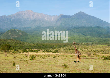 Maasai giraffe, Giraffa camelopardalis tippelskirchi, at the foot slopes of Mount Meru, Arusha National Park, Tanzania Stock Photo