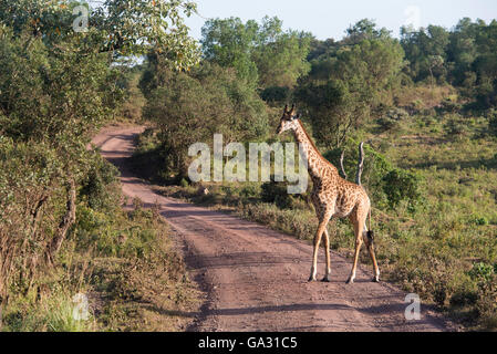 Maasai giraffe, Giraffa camelopardalis tippelskirchi, Arusha National Park, Tanzania Stock Photo