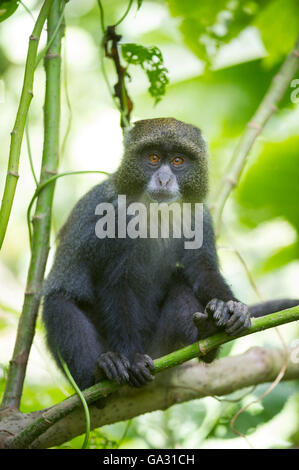 Blue monkey (Cercopithecus mitts), Arusha National Park, Tanzania Stock Photo