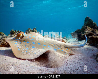 Blue spotted ray in the Red Sea Stock Photo