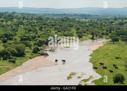 African elephant ( Loxodonta africana africana) crossing the Tarangire River, Tarangire National Park, Tanzania Stock Photo