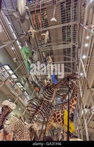 National Museum of Antiquities of Scotland and The Royal Scottish Museum Stock Photo