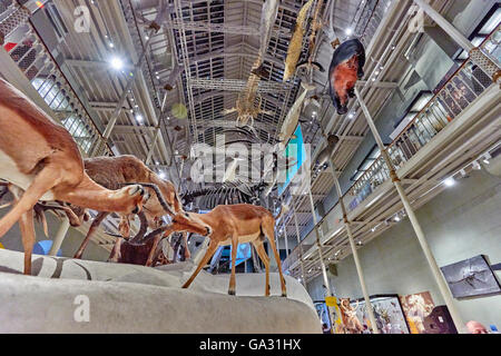 National Museum of Antiquities of Scotland and The Royal Scottish Museum Stock Photo