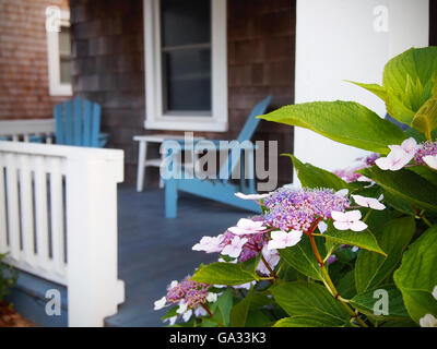 Adirondack chairs on an old porch are in soft focus, partially hidden behind a blooming hydrangea bush on warm summer evening. Stock Photo