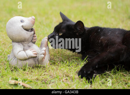 A playful black cat with a garden gnome. Stock Photo