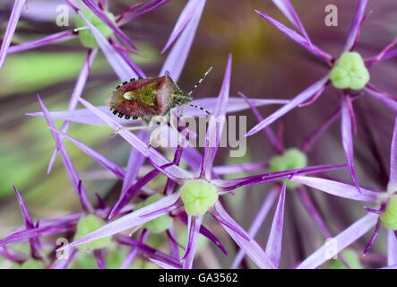 Hairy Shield Bug on Allium Hollandicum Stock Photo