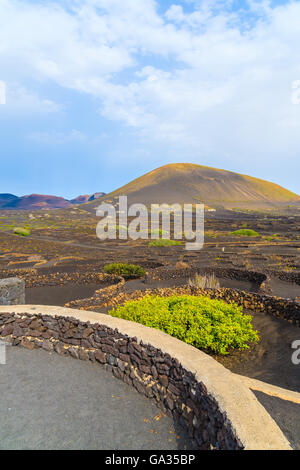 Vineyards in La Geria wine region, Lanzarote, Canary Islands, Spain Stock Photo