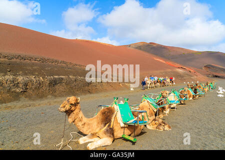 TIMANFAYA NATIONAL PARK, LANZAROTE ISLAND - JAN 14, 2015: Camels in Timanfaya National Park waiting for tourists before taking them for a ride to volcanic mountains. Camel trek is popular attraction. Stock Photo