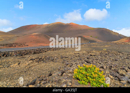 Yellow flowers growing on lava soil in Timanfaya National Park, Lanzarote, Canary Islands, Spain Stock Photo