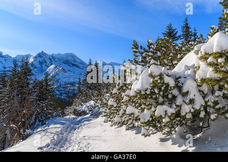Winter landscape in Gasienicowa valley, Tatra Mountains, Poland Stock Photo