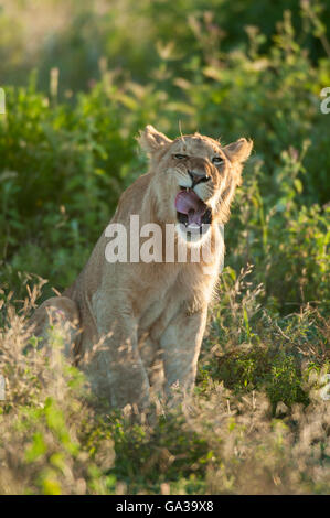 Young male lion yawning (Panthero leo), Serengeti National Park, Tanzania Stock Photo