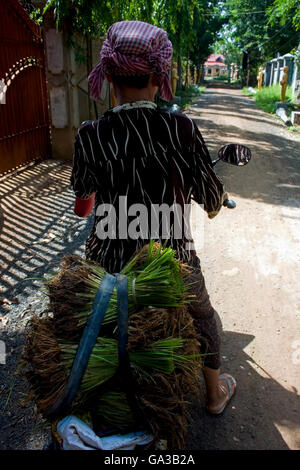 A woman on a motorcycle is transporting bundled rice to be transplanted in Chork Village, Cambodia. Stock Photo