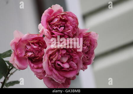 beautiful in pompous bloom French pink  garden  roses on bush Stock Photo