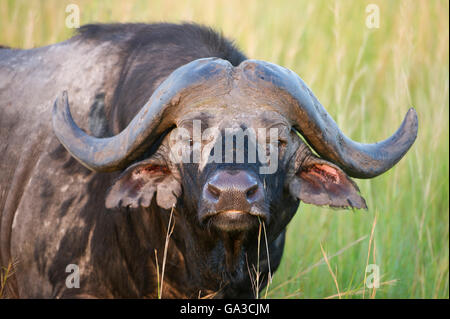 Buffalo (syncerus Caffer Caffer), Serengeti National Park, Tanzania 